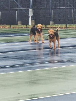 Illustration de l'article : 20 photos montrant pourquoi l'Airedale est le "Roi des Terriers"