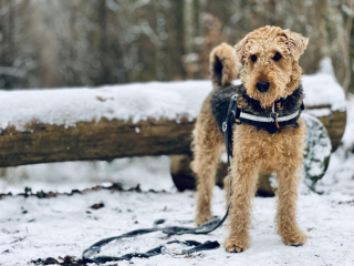 Illustration de l'article : 20 photos montrant pourquoi l'Airedale est le "Roi des Terriers"