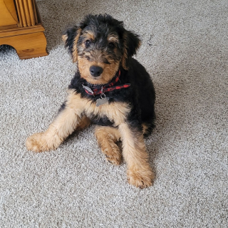 Illustration de l'article : 20 photos montrant pourquoi l'Airedale est le "Roi des Terriers"