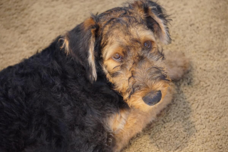 Illustration de l'article : 20 photos montrant pourquoi l'Airedale est le "Roi des Terriers"