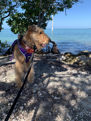 Illustration de l'article : 20 photos montrant pourquoi l'Airedale est le "Roi des Terriers"