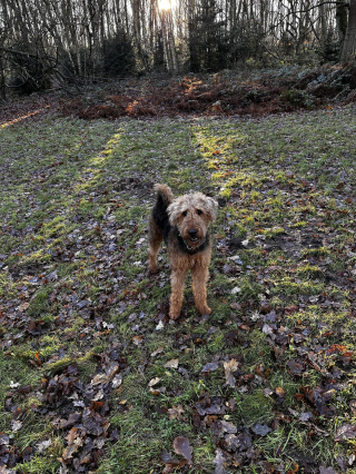 Illustration de l'article : 20 photos montrant pourquoi l'Airedale est le "Roi des Terriers"