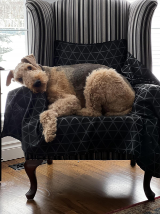 Illustration de l'article : 20 photos montrant pourquoi l'Airedale est le "Roi des Terriers"