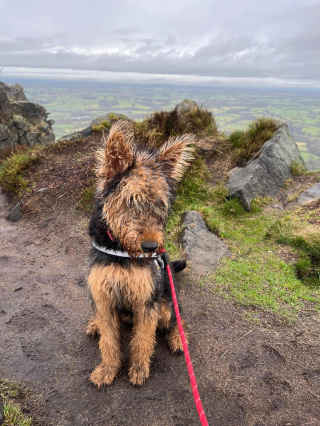 Illustration de l'article : 20 photos montrant pourquoi l'Airedale est le "Roi des Terriers"