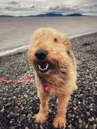 Illustration de l'article : 20 photos montrant pourquoi l'Airedale est le "Roi des Terriers"