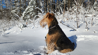 Illustration de l'article : 20 photos montrant pourquoi l'Airedale est le "Roi des Terriers"