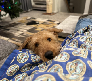 Illustration de l'article : 20 photos montrant pourquoi l'Airedale est le "Roi des Terriers"