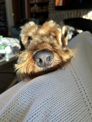 Illustration de l'article : 20 photos montrant pourquoi l'Airedale est le "Roi des Terriers"
