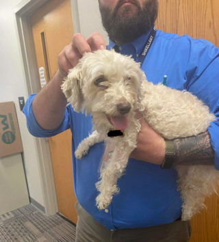 Illustration de l'article : Perdu depuis près de 6 ans, un chien réapparaît mystérieusement à plus de 150 kilomètres de chez lui