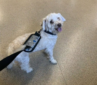 Illustration de l'article : Perdu depuis près de 6 ans, un chien réapparaît mystérieusement à plus de 150 kilomètres de chez lui