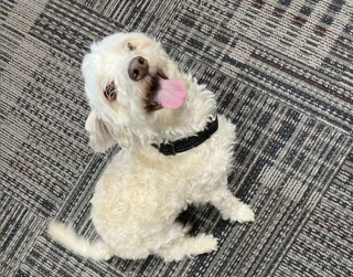 Illustration de l'article : Perdu depuis près de 6 ans, un chien réapparaît mystérieusement à plus de 150 kilomètres de chez lui