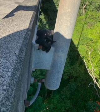 Illustration de l'article : Le sauvetage périlleux d’un chat suspendu au-dessus du vide, sur un pont