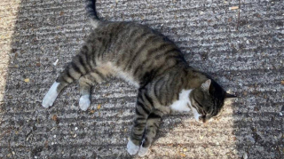 Illustration de l'article : En s’approchant de 2 jeunes gens dans un parc, un chat renoue avec la vie qu’il avait quittée 11 ans plus tôt