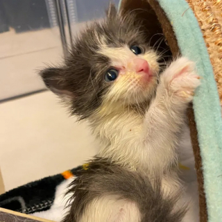 Illustration de l'article : Contre toute attente, ces chatons survivent &agrave; une maladie redoutable et sont adopt&eacute;s tous les trois par une nouvelle famille