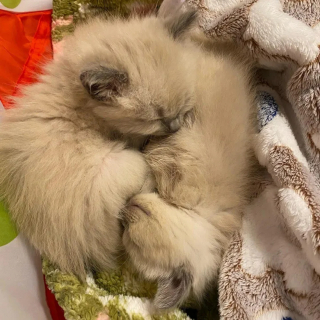 Illustration de l'article : Contre toute attente, ces chatons survivent &agrave; une maladie redoutable et sont adopt&eacute;s tous les trois par une nouvelle famille