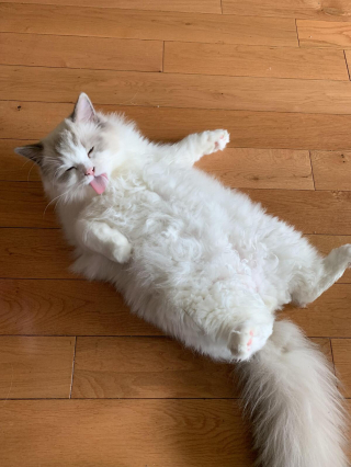 Illustration de l'article : 18 photos de chats qui exposent leur ventre pour de longues séances de gratouilles