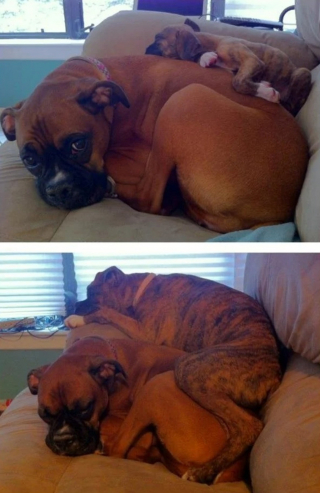 Illustration de l'article : 12 photos de chiens et de chats qui débordent de tendresse et ne demandent qu'à la partager