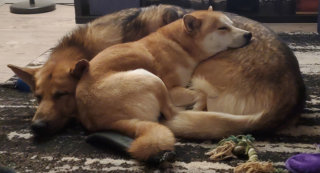 Illustration de l'article : 12 photos de chiens et de chats qui débordent de tendresse et ne demandent qu'à la partager