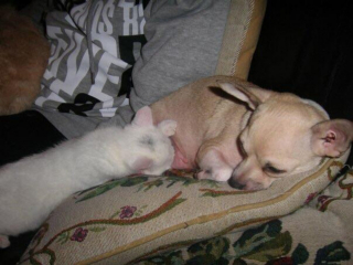 Illustration de l'article : 12 photos de chiens et de chats qui débordent de tendresse et ne demandent qu'à la partager