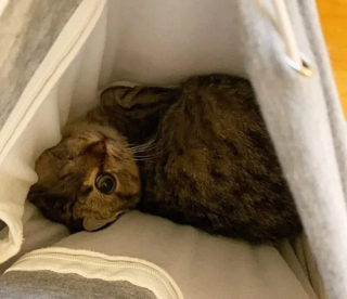 Illustration de l'article : Privé d’un œil mais pas de sa joie de vivre, Uno le chat accumule les amis en attendant de trouver un foyer pour toujours