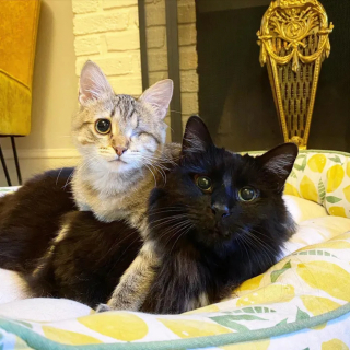 Illustration de l'article : Privé d’un œil mais pas de sa joie de vivre, Uno le chat accumule les amis en attendant de trouver un foyer pour toujours