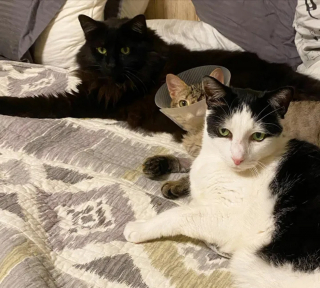 Illustration de l'article : Privé d’un œil mais pas de sa joie de vivre, Uno le chat accumule les amis en attendant de trouver un foyer pour toujours