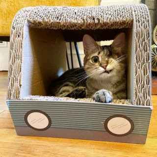 Illustration de l'article : Privé d’un œil mais pas de sa joie de vivre, Uno le chat accumule les amis en attendant de trouver un foyer pour toujours