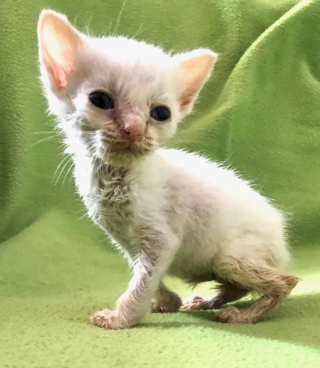 Illustration de l'article : Abandonné par sa mère et trop petit pour son âge, un chaton rassemble toutes ses forces et son courage pour survivre