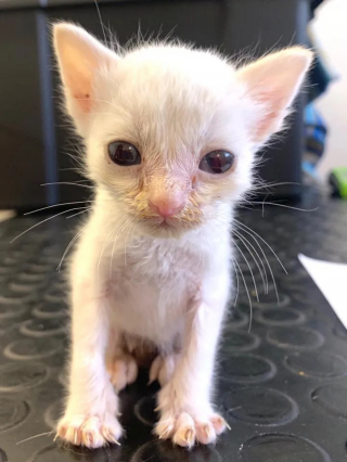 Illustration de l'article : Abandonné par sa mère et trop petit pour son âge, un chaton rassemble toutes ses forces et son courage pour survivre