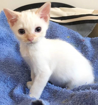 Illustration de l'article : Abandonné par sa mère et trop petit pour son âge, un chaton rassemble toutes ses forces et son courage pour survivre