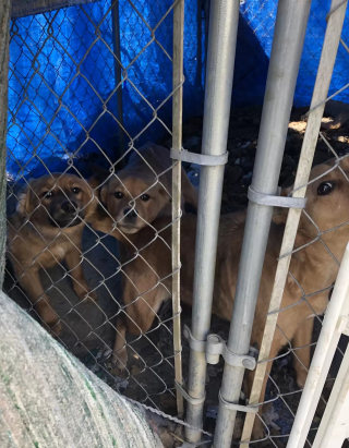 Illustration de l'article : Un chiot et sa sœur venant d’être sauvés d’une famille négligente se câlinent pour se réconforter