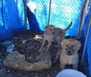 Illustration de l'article : Un chiot et sa sœur venant d’être sauvés d’une famille négligente se câlinent pour se réconforter