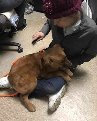 Illustration de l'article : Un chiot et sa sœur venant d’être sauvés d’une famille négligente se câlinent pour se réconforter