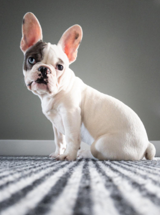 Illustration de l'article : 20 photos de Bouledogues Français qui profitent simplement de la vie et vous invitent à en faire de même