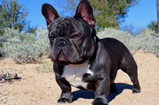 Illustration de l'article : 20 photos de Bouledogues Français qui profitent simplement de la vie et vous invitent à en faire de même