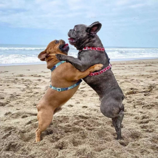Illustration de l'article : 20 photos de Bouledogues Français qui profitent simplement de la vie et vous invitent à en faire de même