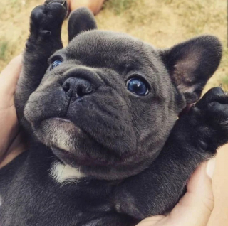 Illustration de l'article : 20 photos de Bouledogues Français qui profitent simplement de la vie et vous invitent à en faire de même