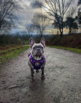 Illustration de l'article : 20 photos de Bouledogues Français qui profitent simplement de la vie et vous invitent à en faire de même