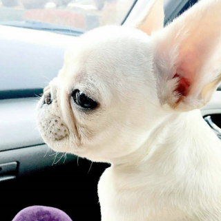 Illustration de l'article : 20 photos de Bouledogues Français qui profitent simplement de la vie et vous invitent à en faire de même