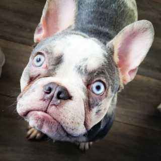 Illustration de l'article : 20 photos de Bouledogues Français qui profitent simplement de la vie et vous invitent à en faire de même
