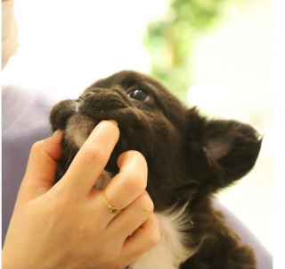 Illustration de l'article : 20 photos de Bouledogues Français qui profitent simplement de la vie et vous invitent à en faire de même