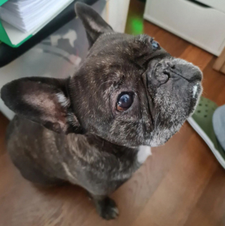 Illustration de l'article : 20 photos de Bouledogues Français qui profitent simplement de la vie et vous invitent à en faire de même