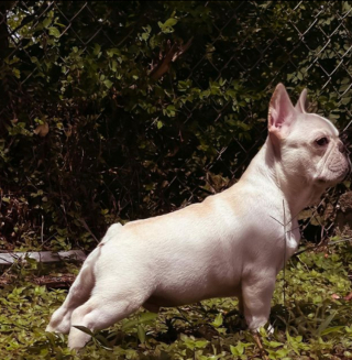 Illustration de l'article : 20 photos de Bouledogues Français qui profitent simplement de la vie et vous invitent à en faire de même