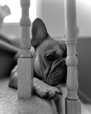 Illustration de l'article : 20 photos de Bouledogues Français qui profitent simplement de la vie et vous invitent à en faire de même