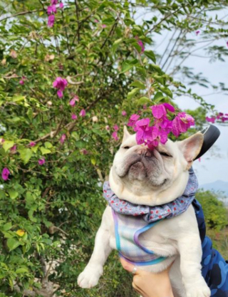 Illustration de l'article : 20 photos de Bouledogues Français qui profitent simplement de la vie et vous invitent à en faire de même
