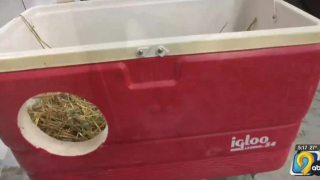 Illustration de l'article : Une idée simple, qui permet de protéger les chats en hiver, et de recycler de vieilles glacières