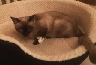 Illustration de l'article : Une opération de grande ampleur a permis de sauver un chat errant vivant sur le toit d’un restaurant