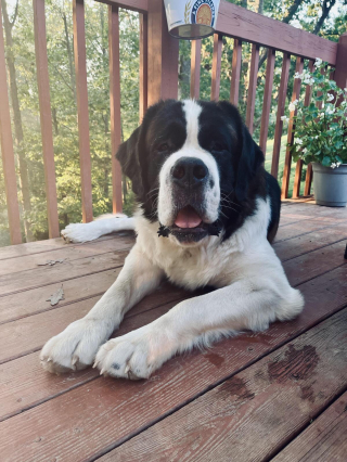 Illustration de l'article : 20 photos célébrant ce doux géant à la force tranquille qu'est le Saint Bernard