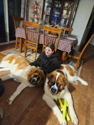 Illustration de l'article : 20 photos célébrant ce doux géant à la force tranquille qu'est le Saint Bernard