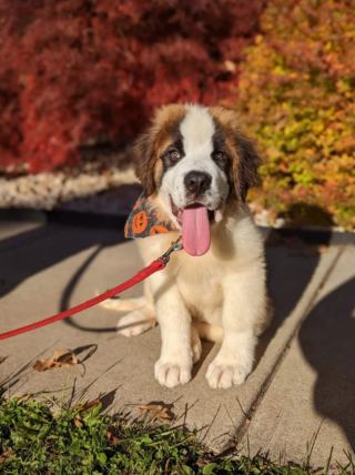 Illustration de l'article : 20 photos célébrant ce doux géant à la force tranquille qu'est le Saint Bernard